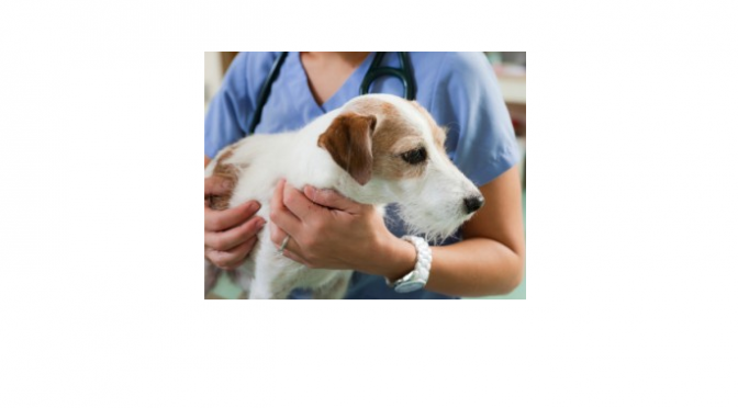 Kutyák daganatainak műtéti eltávolítása